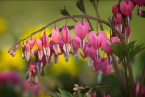 Dicentra spectabilis